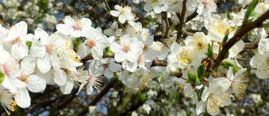 Hintergrund Ulrika Thomann